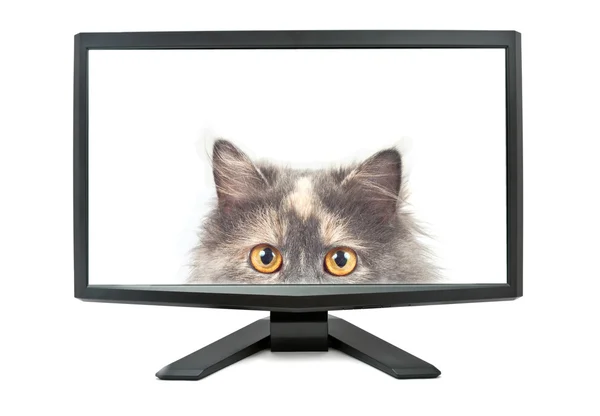 Monitor und Katze — Stockfoto