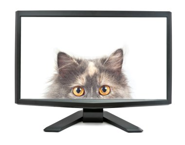 Modern monitor isolated on white background with cat on screen (my photo). clipart