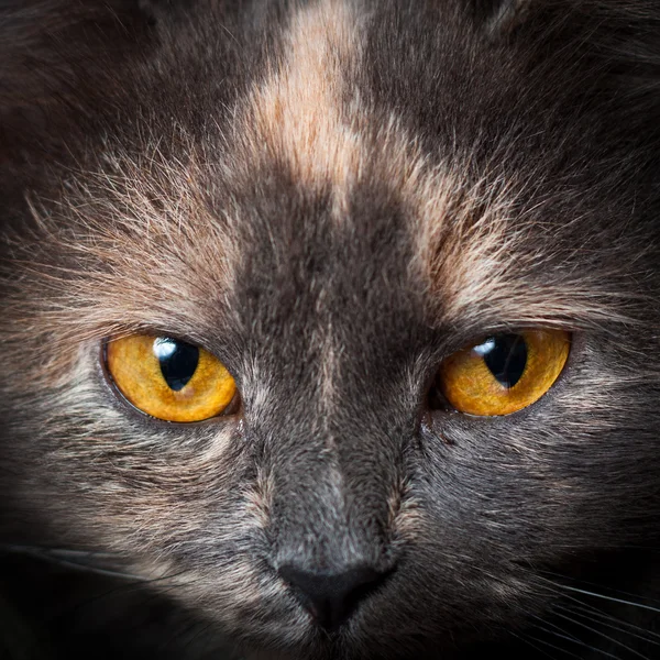 Ojos de gato. —  Fotos de Stock