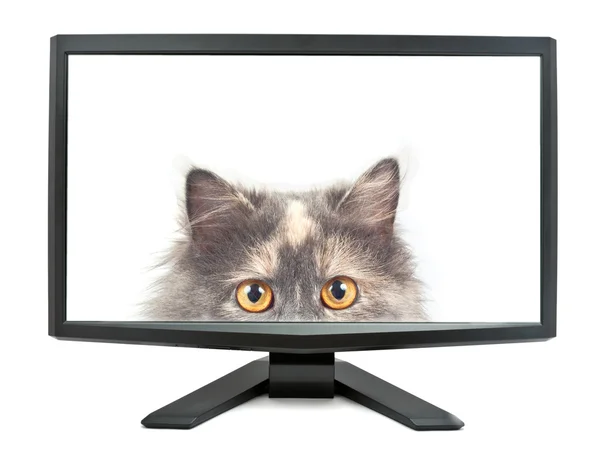 现代监测隔离在白色背景上与屏幕 我的照片上的猫 — 图库照片