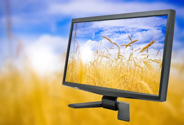 コンピューターのモニター画面 私の写真にライ麦畑を持つ背景フィールド ライムギの — ストック写真