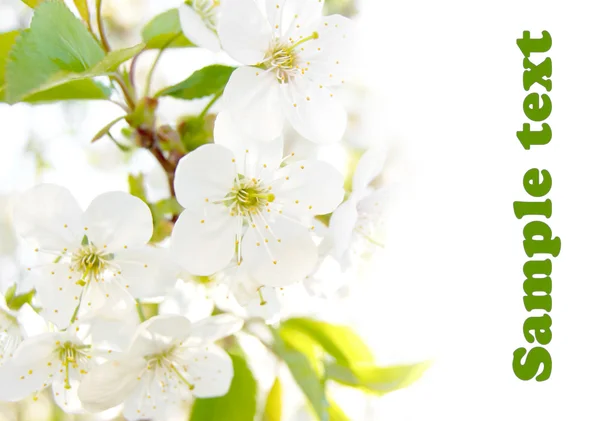 Flor de cerezo —  Fotos de Stock
