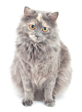 Gray cat. clipart