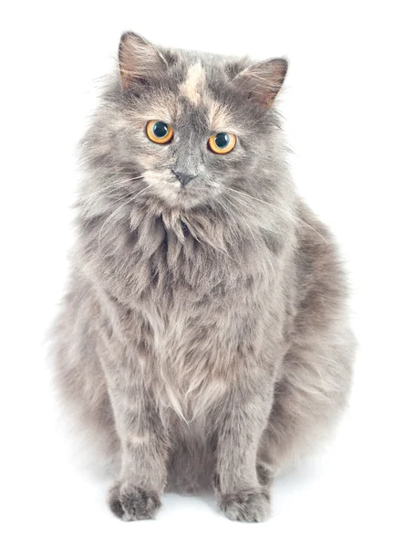 Gray cat. — Stock Photo, Image