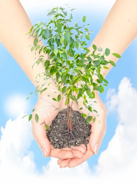 Hand with a plant — Stock Photo, Image