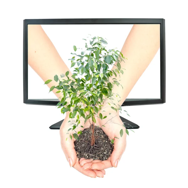 Hands Holding Plant Roots Copy Space — Stock Photo, Image