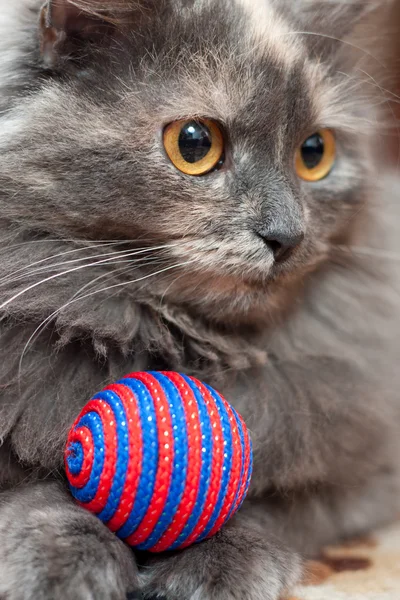 Kočka s míčem — Stock fotografie
