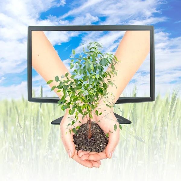 Hands Keep Plant Monitor Background Field Sky — Stock Photo, Image