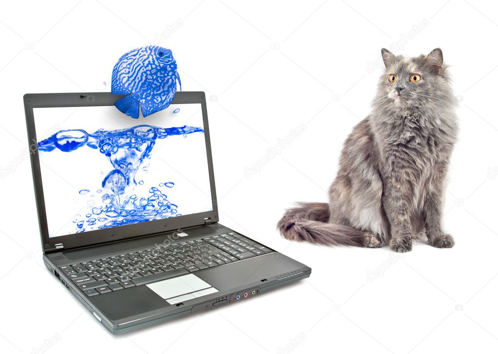 Cat is looking at a laptop with a picture of a fish.