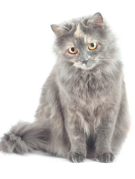 stock image Norwegian Forest Cat, sitting in front of white background