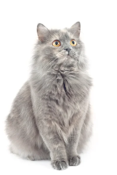 stock image Norwegian Forest Cat, sitting in front of white background
