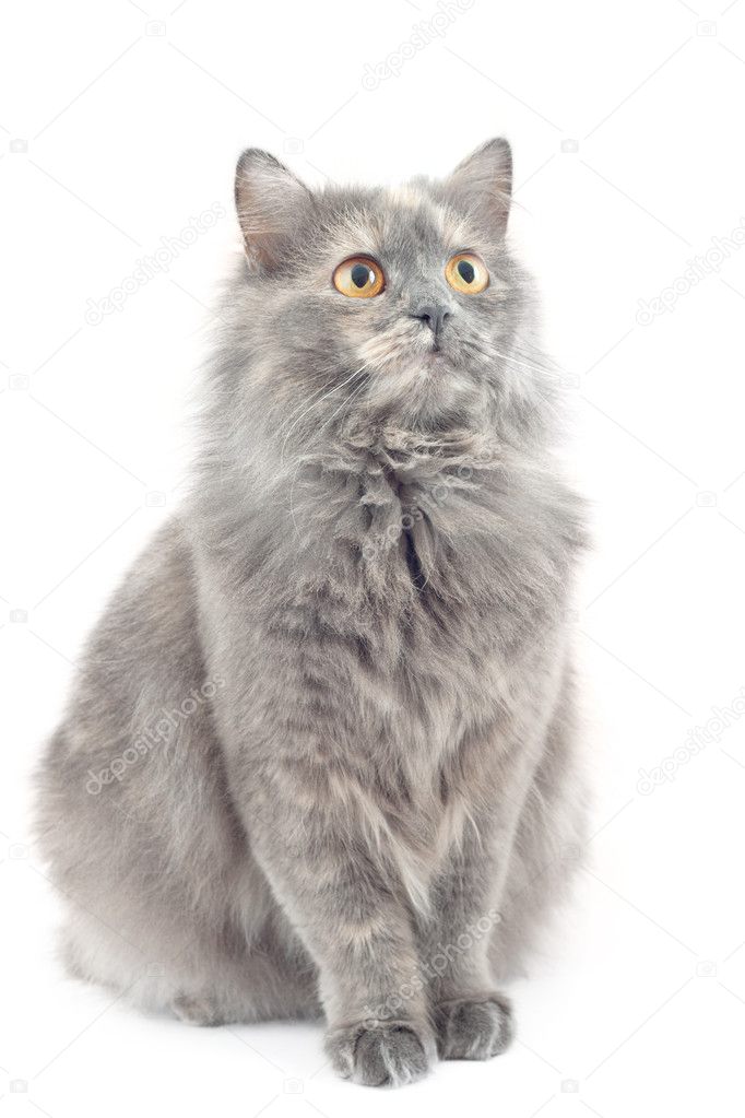 Norwegian Forest Cat, sitting in front of white background