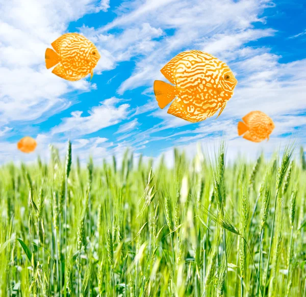 Golden Fishes Floating Sky Field — Stock Photo, Image