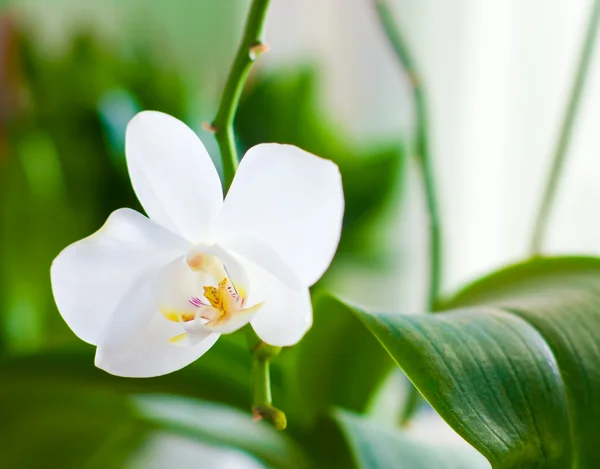 Küçük Bir Alan Derinliği Ile Beyaz Orkide — Stok fotoğraf