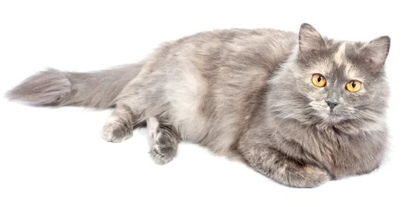 Norwegian Forest Cat Lies White Background — Stock Photo, Image