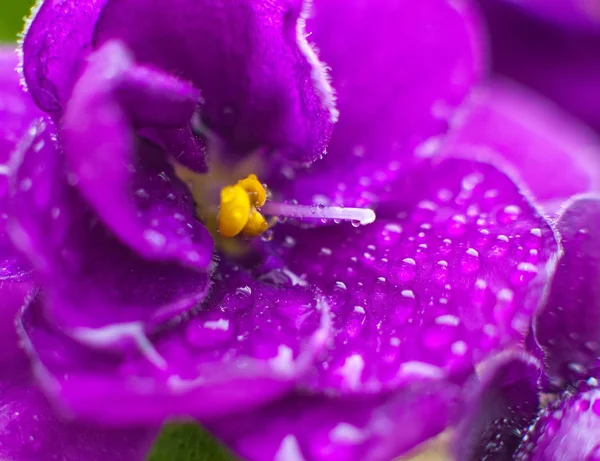 Close-up drops on violet flower with small depth of field.