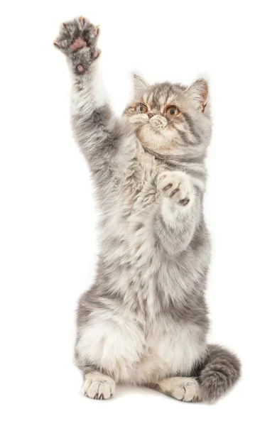 Exotiska korthårig kattunge. — Stockfoto