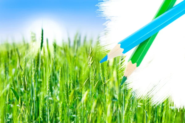 Groen veld en potlood — Stockfoto