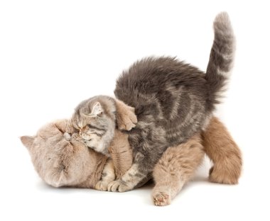 Cats kissing clipart