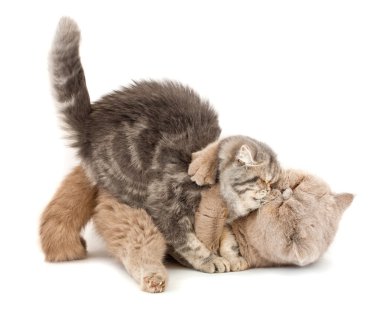 Cats kissing. clipart