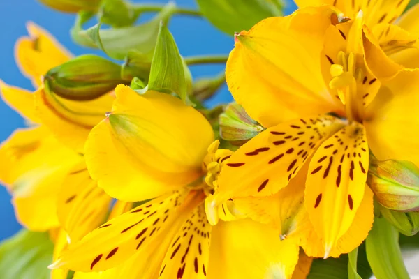 Желтая дикая орхидея — стоковое фото
