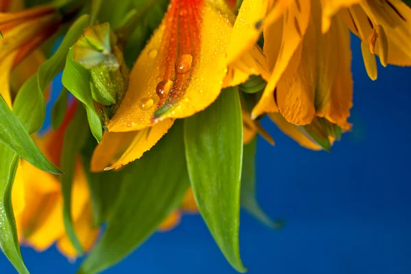 Zbliżenie piękny żółty dzikich orchidei — Zdjęcie stockowe