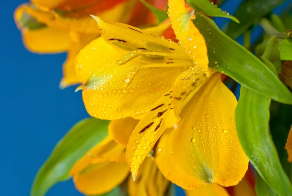 Дика орхідея — стокове фото