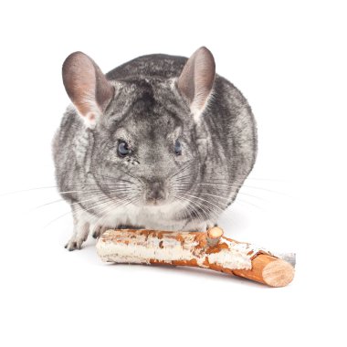 Chinchilla clipart