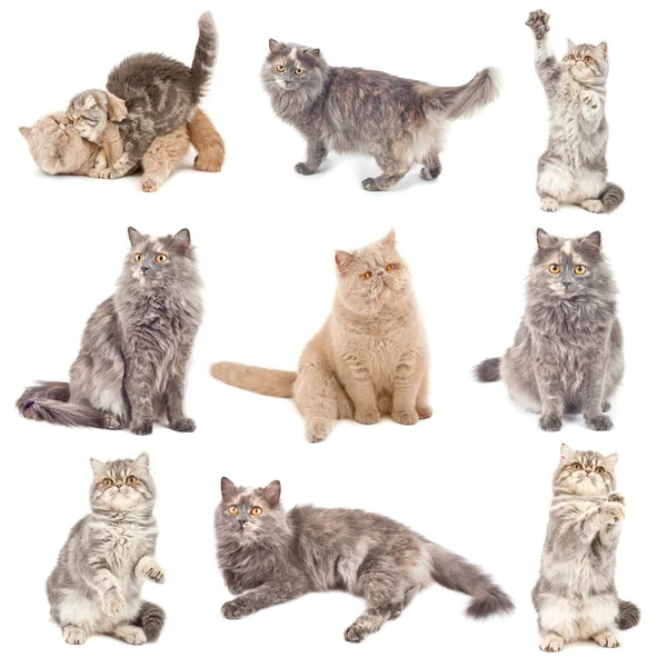 Katzen in verschiedenen Posen — Stockfoto
