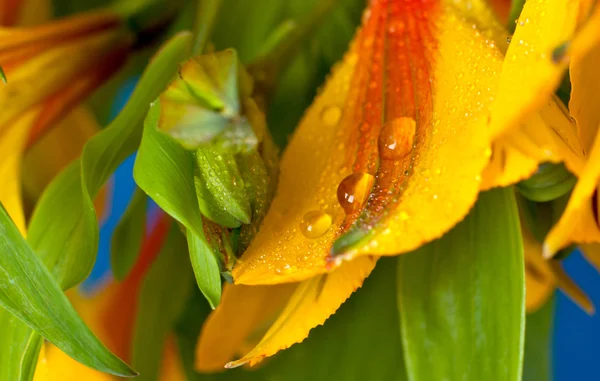 Primo piano Bella orchidea selvatica gialla — Foto Stock