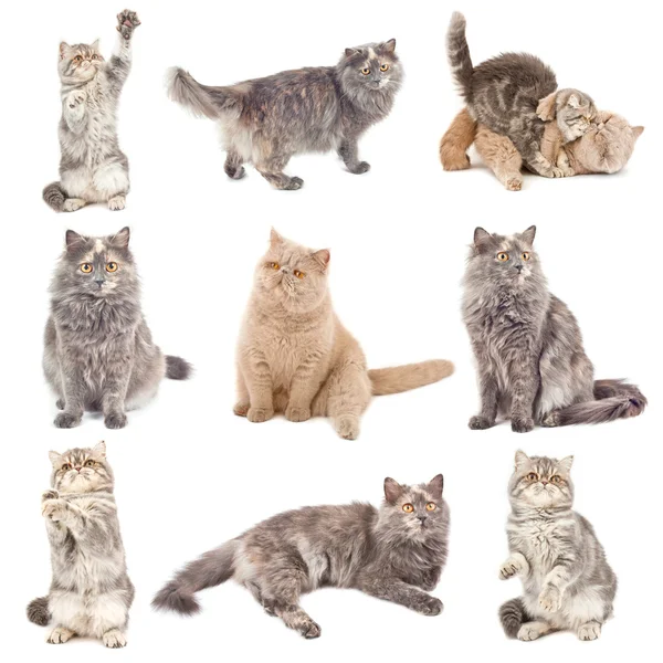 Кошки в разных позах — стоковое фото