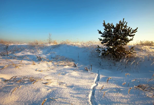 Tramonto nel campo invernale . — Foto Stock