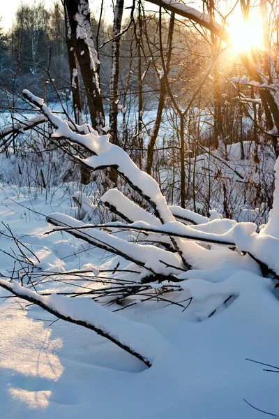 Mező téli naplemente. — Stock Fotó