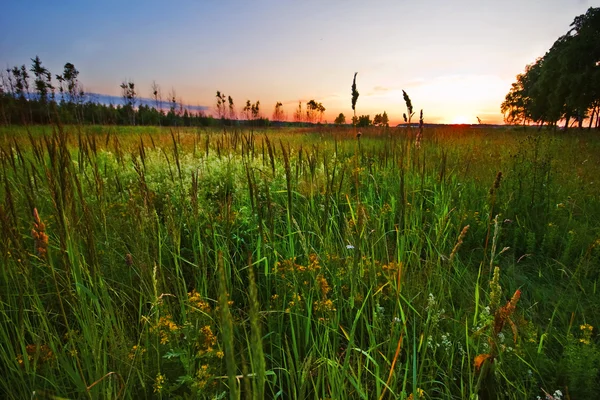 Campo estivo — Foto Stock