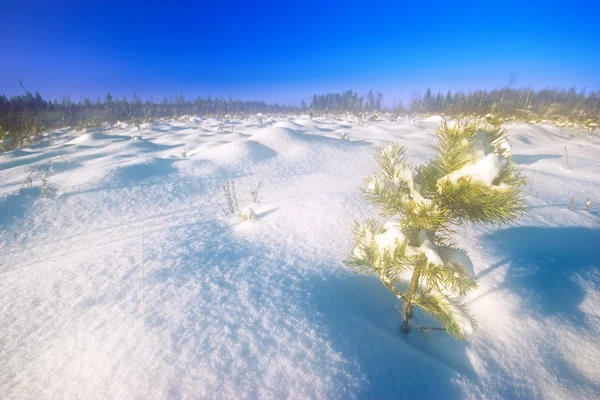 Vintern fältet — Stockfoto