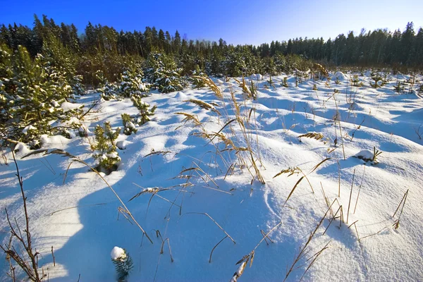 Зимнее поле — стоковое фото