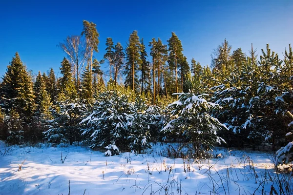 Vintern fältet — Stockfoto