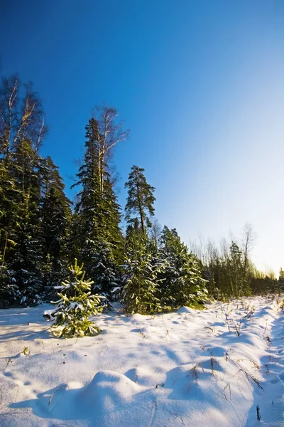Pole zimą — Zdjęcie stockowe