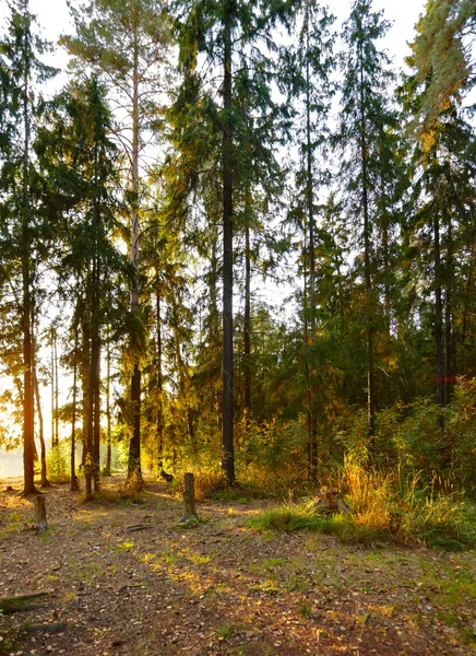 日当たりの良い森 — ストック写真