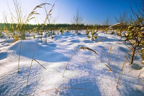 Zimní pole — Stock fotografie