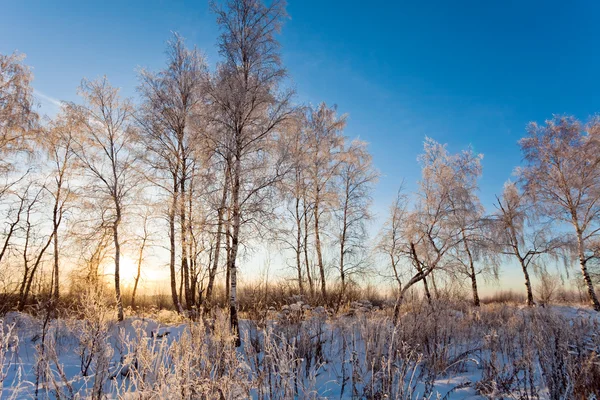 Kış alan — Stok fotoğraf