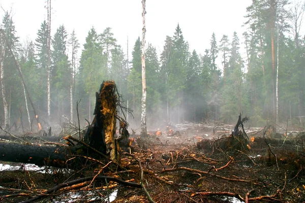 Dopo un incendio nella foresta — Foto Stock