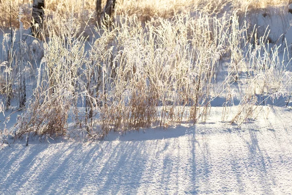 Замерзшая трава — стоковое фото