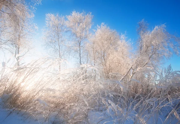 Kış alan — Stok fotoğraf