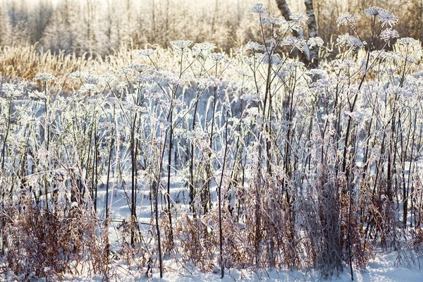 Erba congelata — Foto Stock