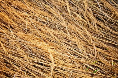 Dry grass clipart