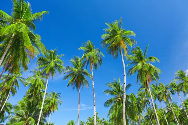 Kokosové palmy a nebe — Stock fotografie