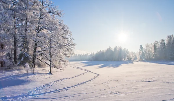 Park zimowy — Zdjęcie stockowe