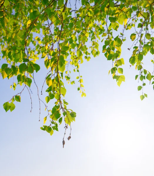 緑の葉の枝 — ストック写真