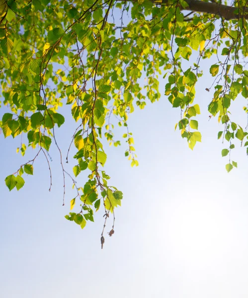 Ветвь зеленой листвы — стоковое фото